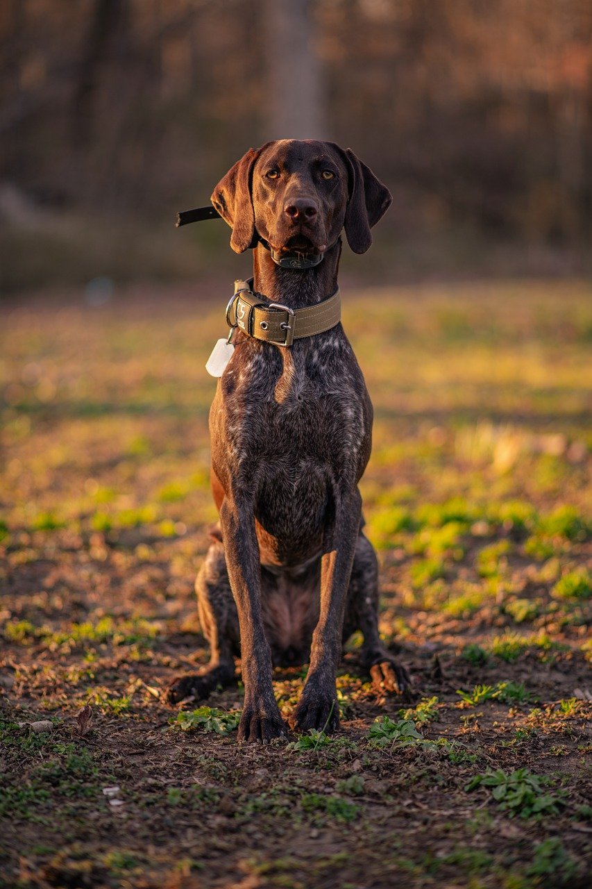 German Shorthaired Pointer