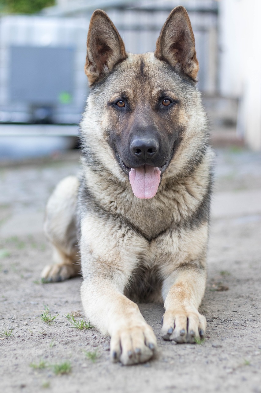 German Shepherd