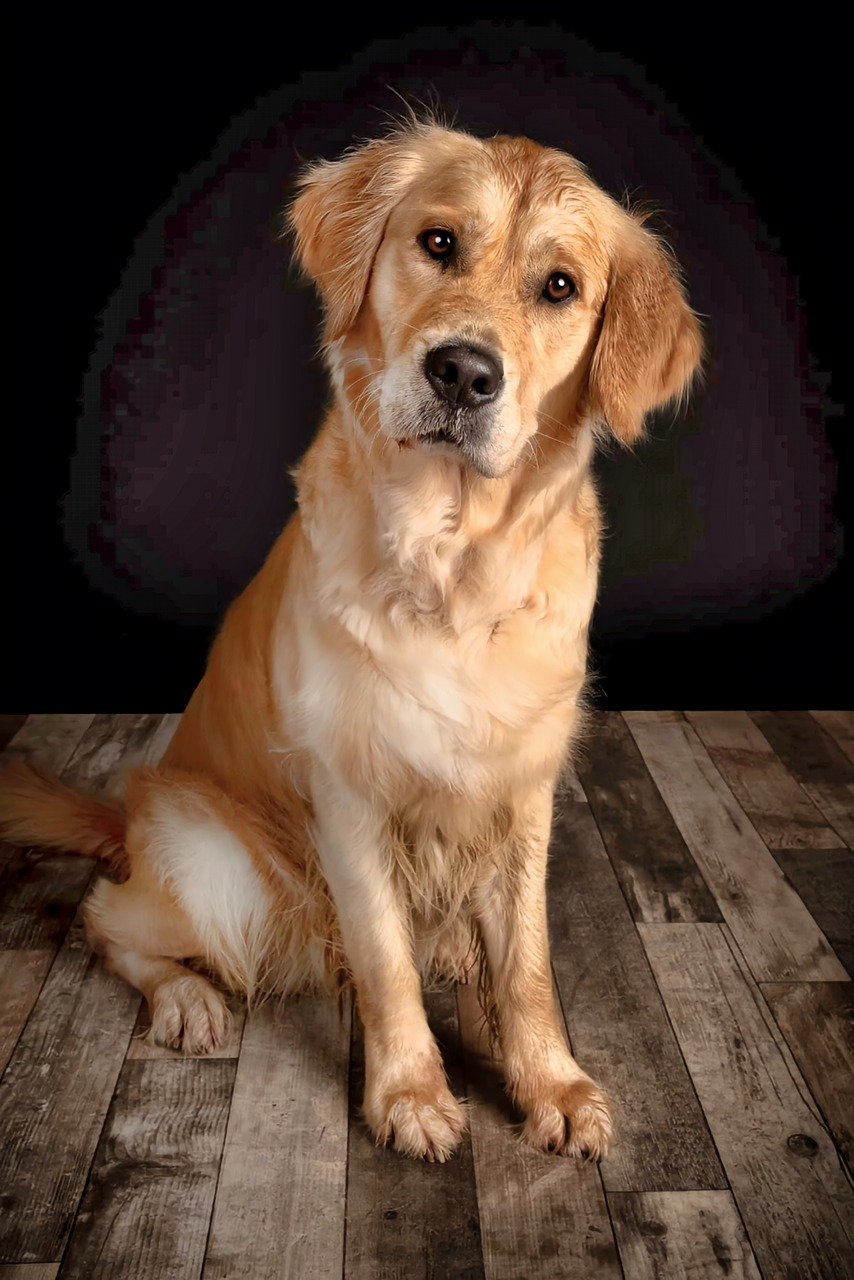 Golden Retriever