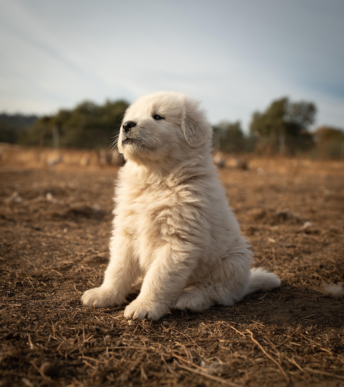 Great Pyrenees