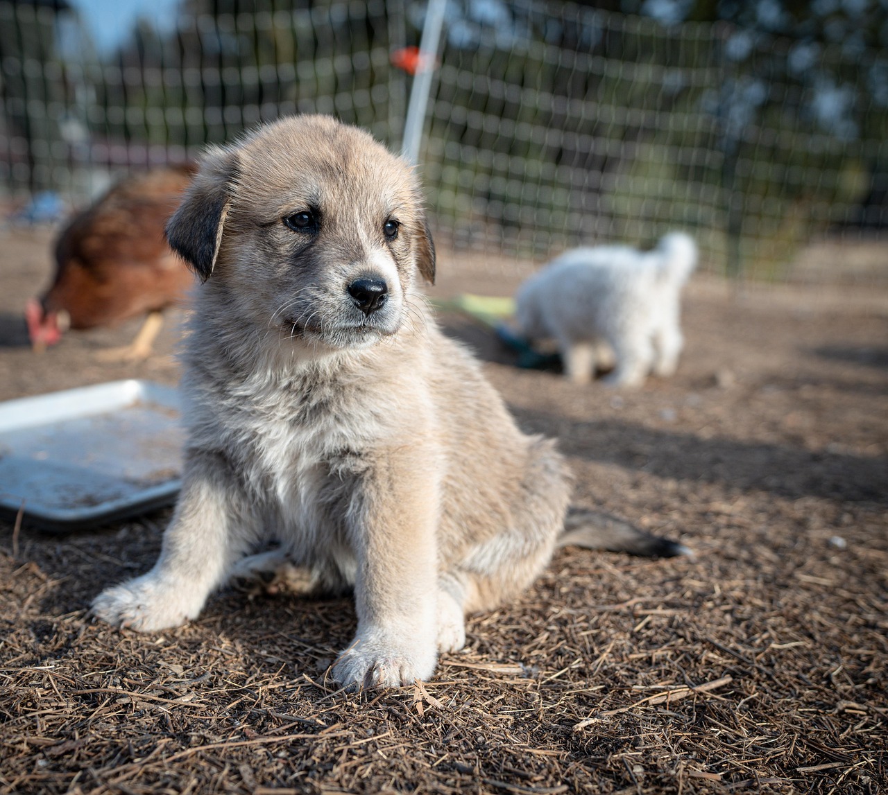 Great Pyrenees