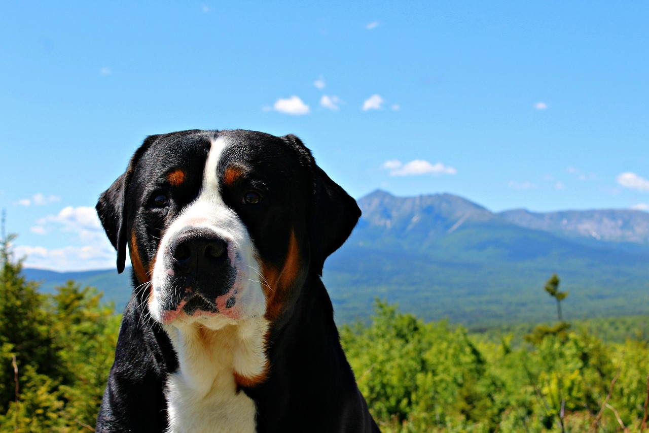Greater Swiss Mountain Dog
