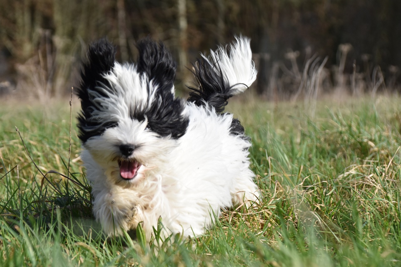 Havanese