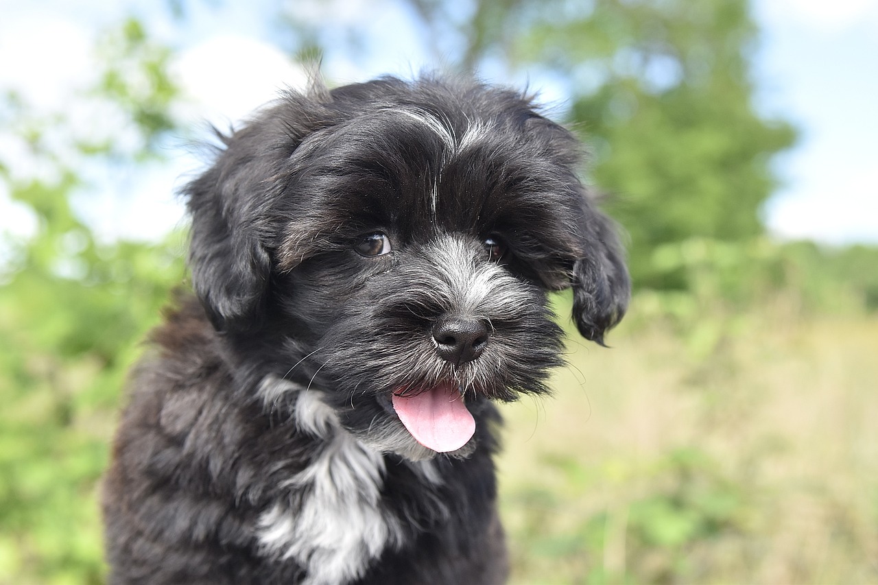 Havanese