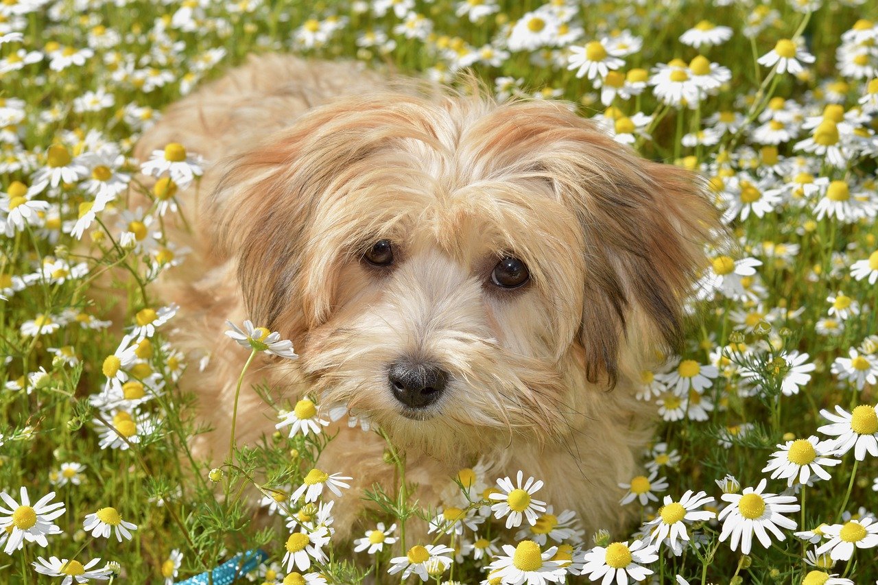 Havanese