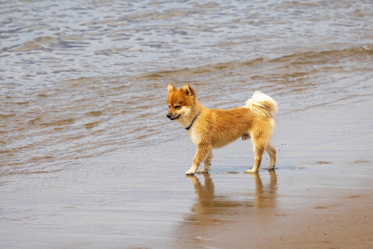 Icelandic Sheepdog