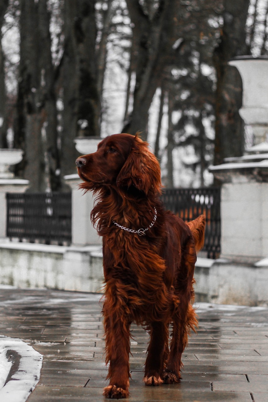 Irish Setter