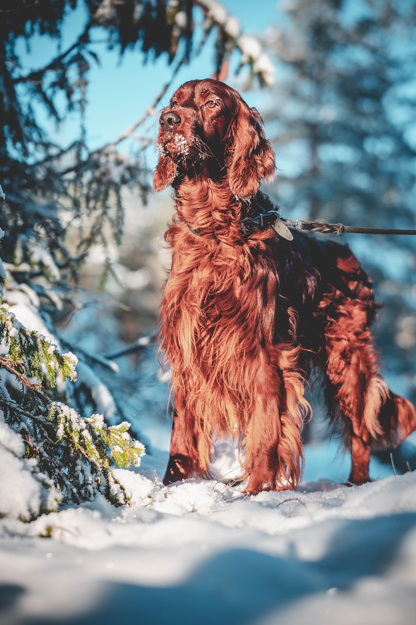 Irish Setter