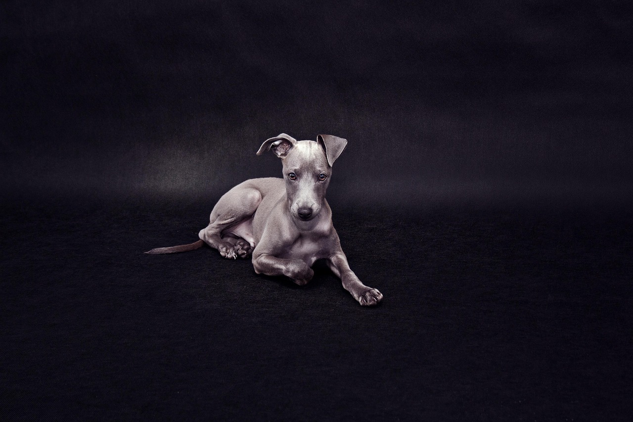 Italian Greyhound