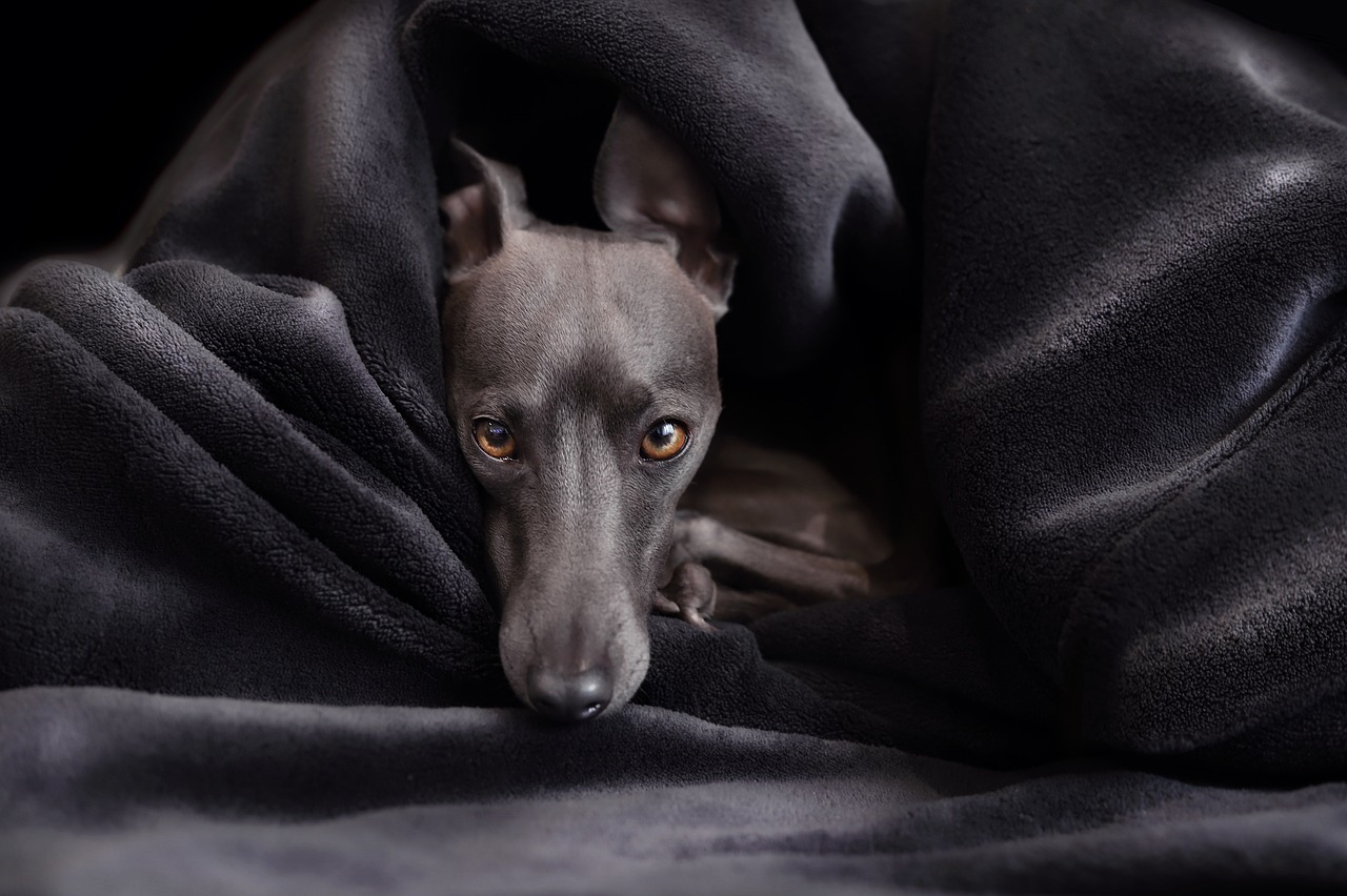 Italian Greyhound