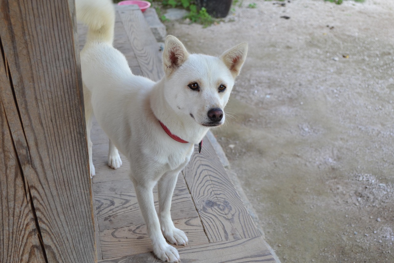 Jindo