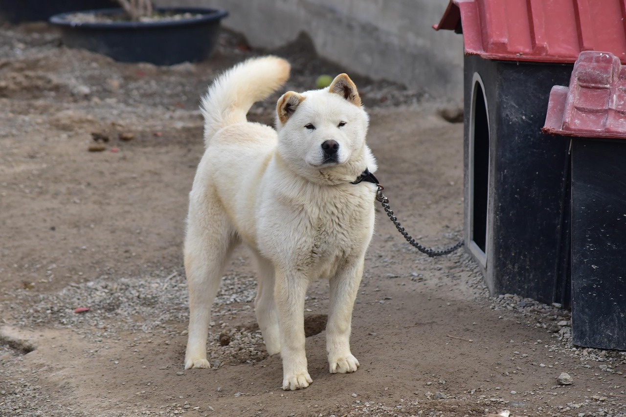 Jindo looking into the distance