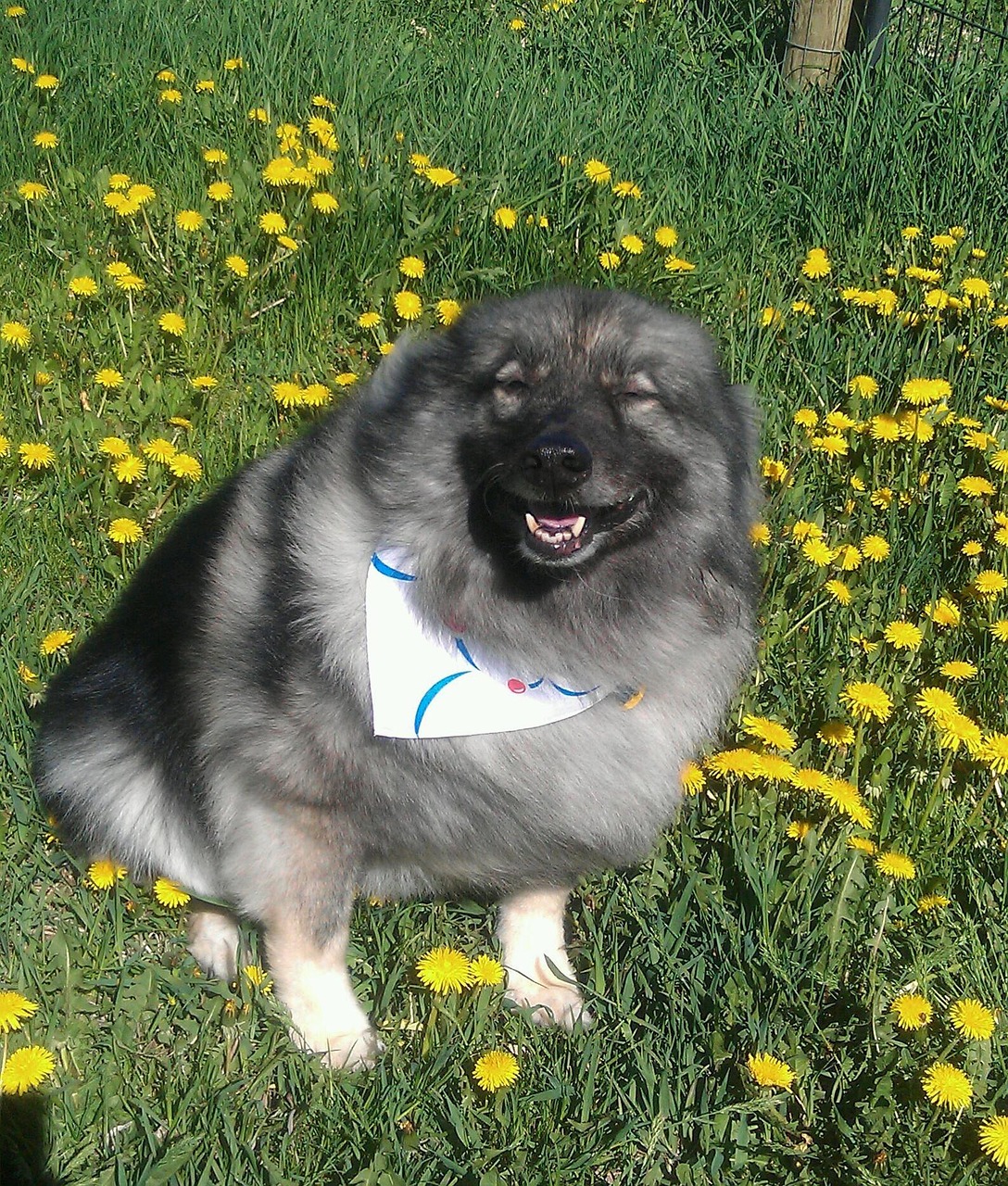 Keeshond walking on grass