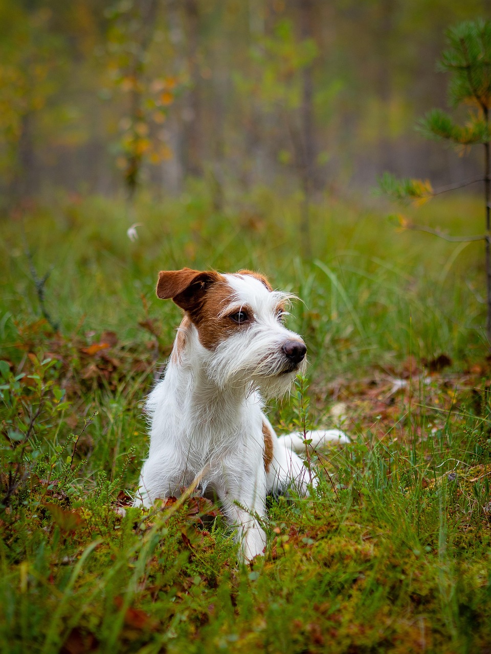 Kromfohrländer sitting and looking attentive
