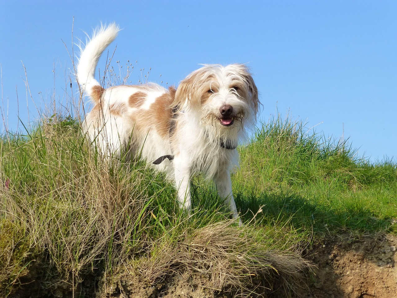Kromfohrländer close-up portrait