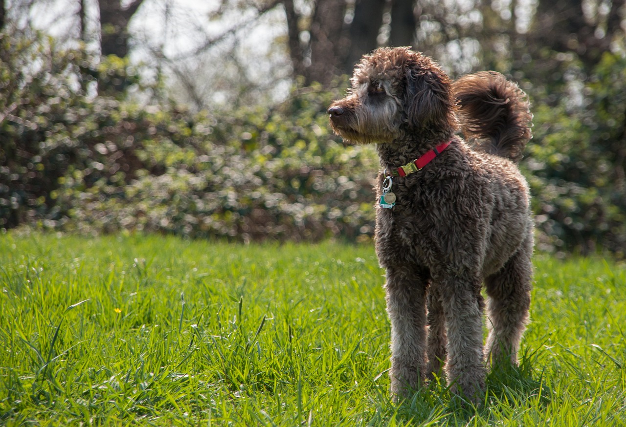 Labradoodle with curly coat