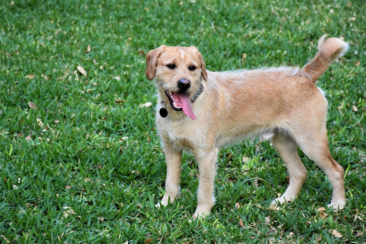 Labradoodle relaxing on the grass