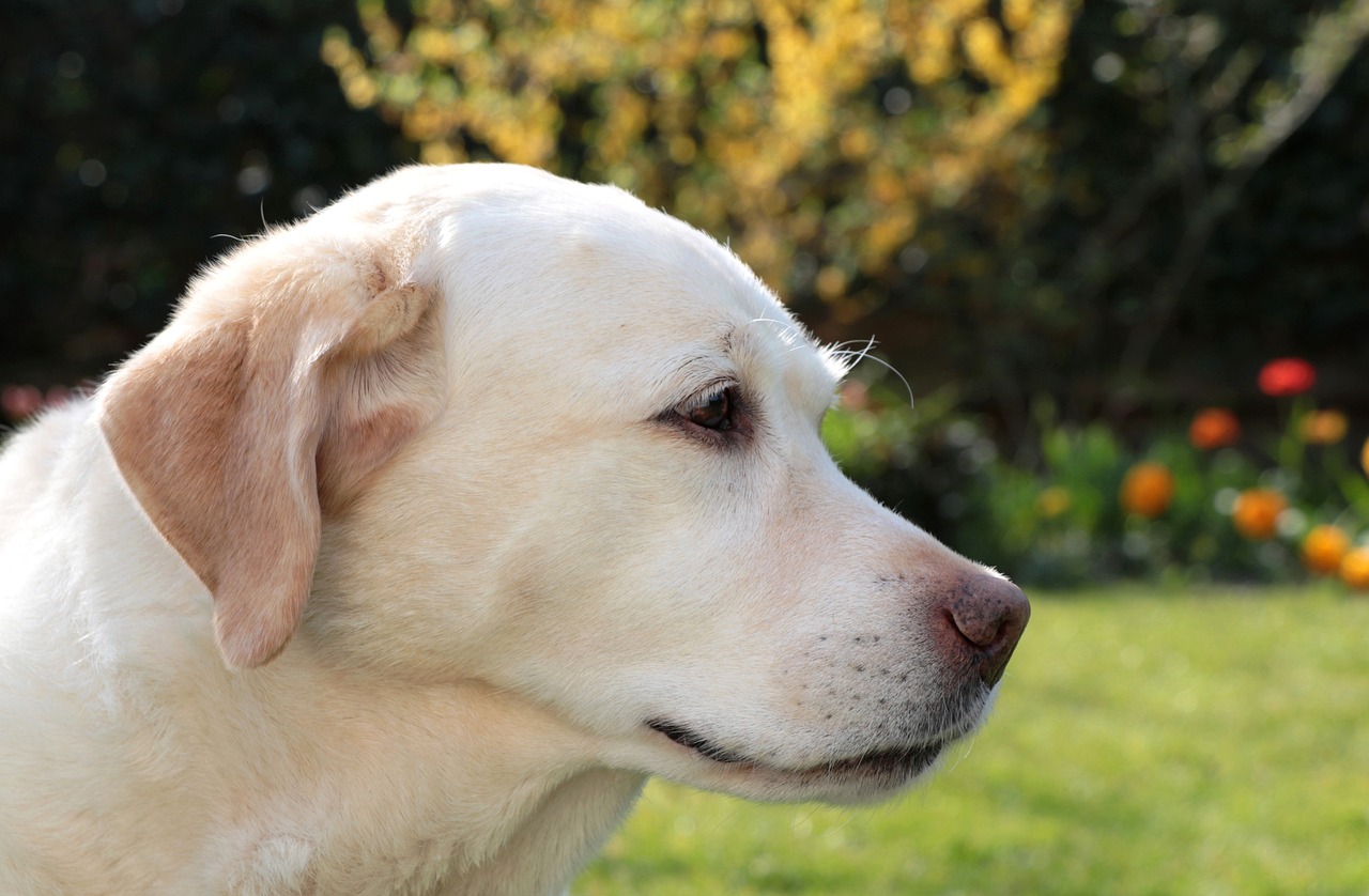 Labrador Retriever close-up portrait