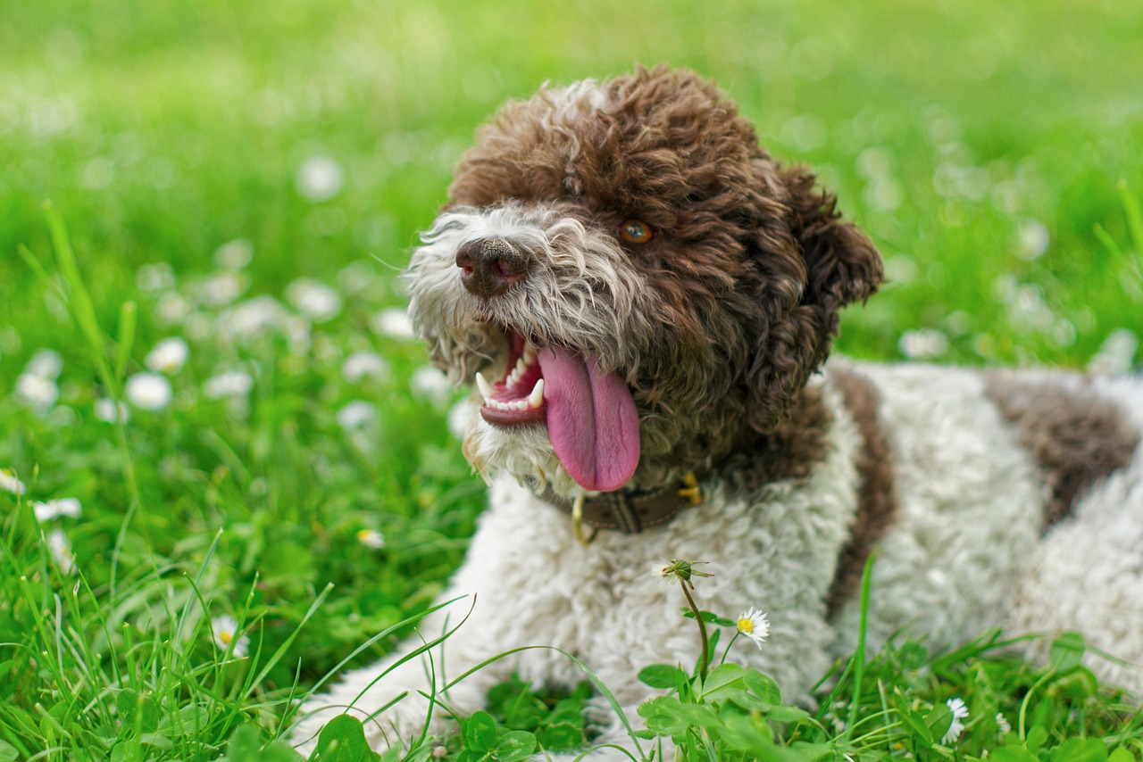 Lagotto Romagnolo walking on grass