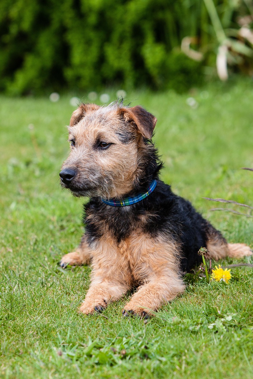 Lakeland Terrier profile view