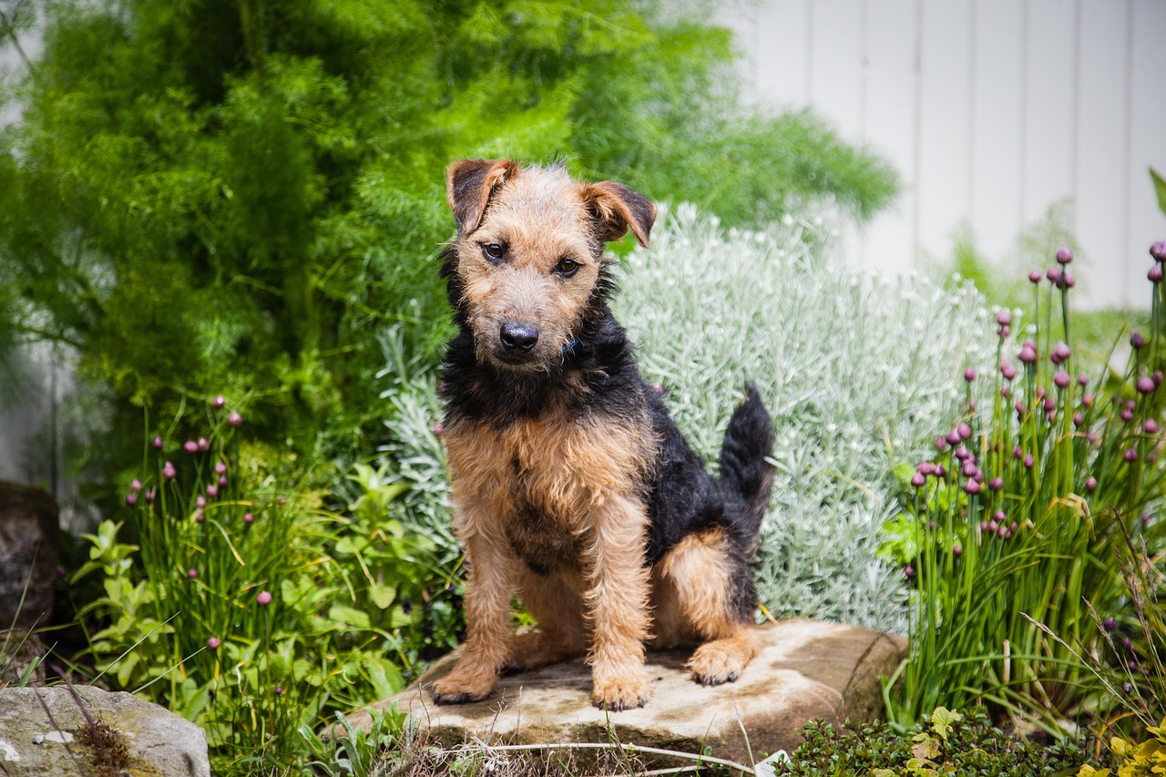 Lakeland Terrier sitting