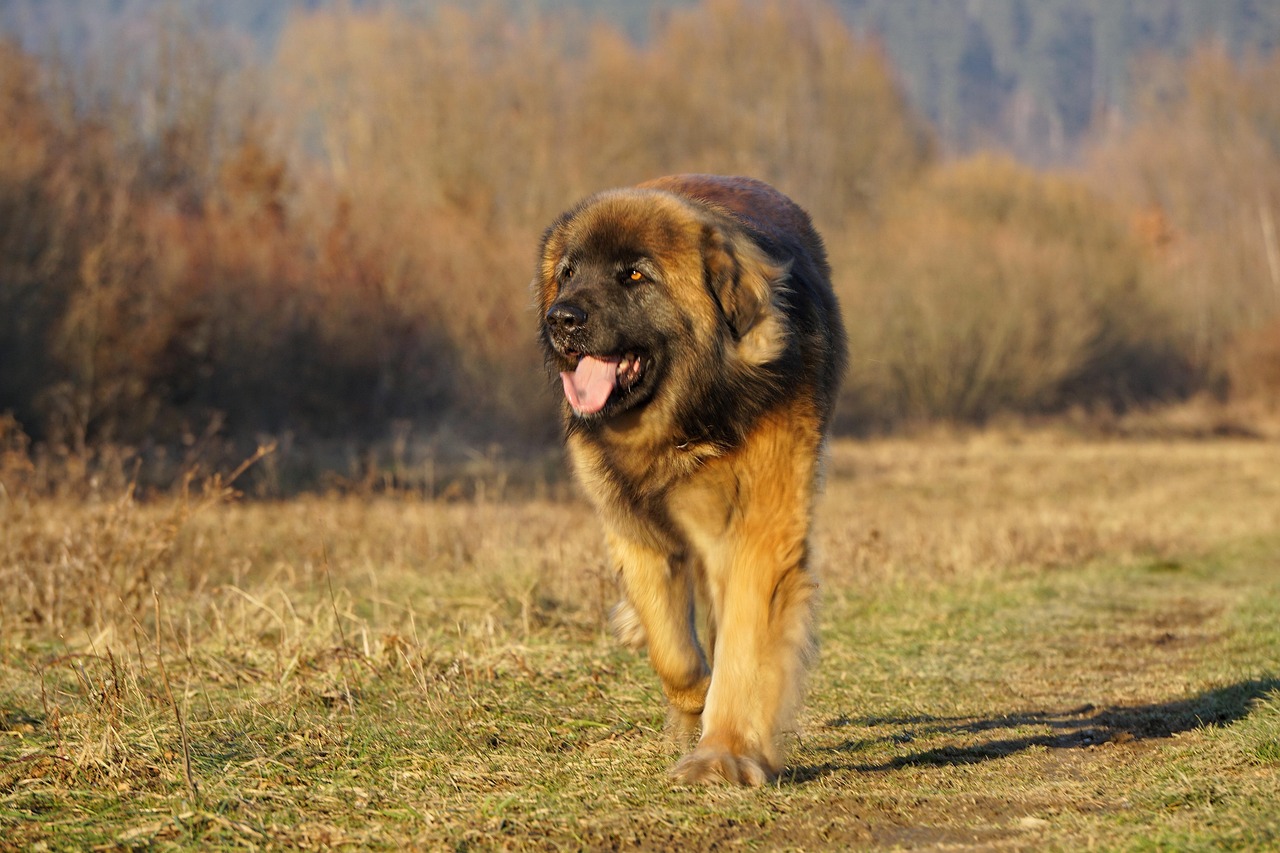 Leonberger relaxing