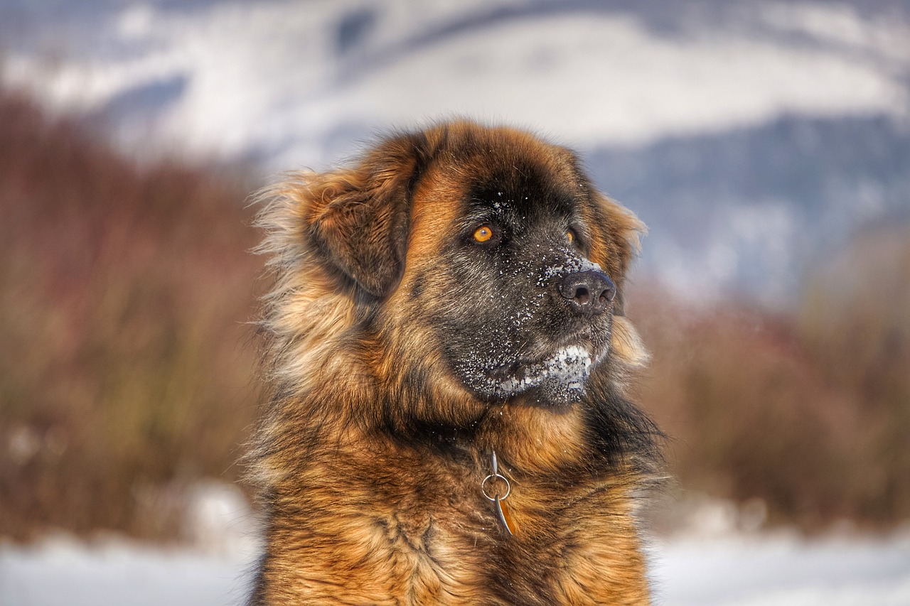Leonberger with mane-like coat