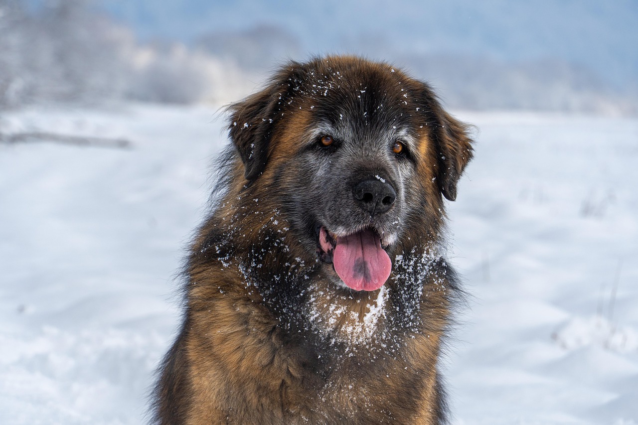 Leonberger with family
