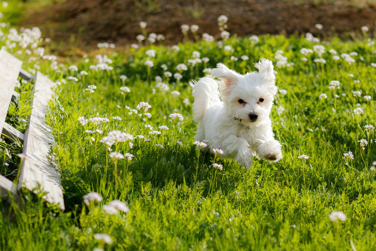 Maltese sitting indoors