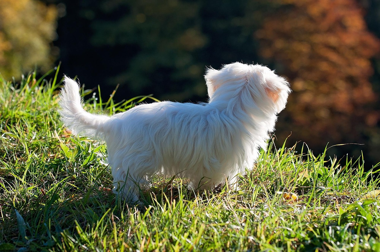 Maltese with bow in hair
