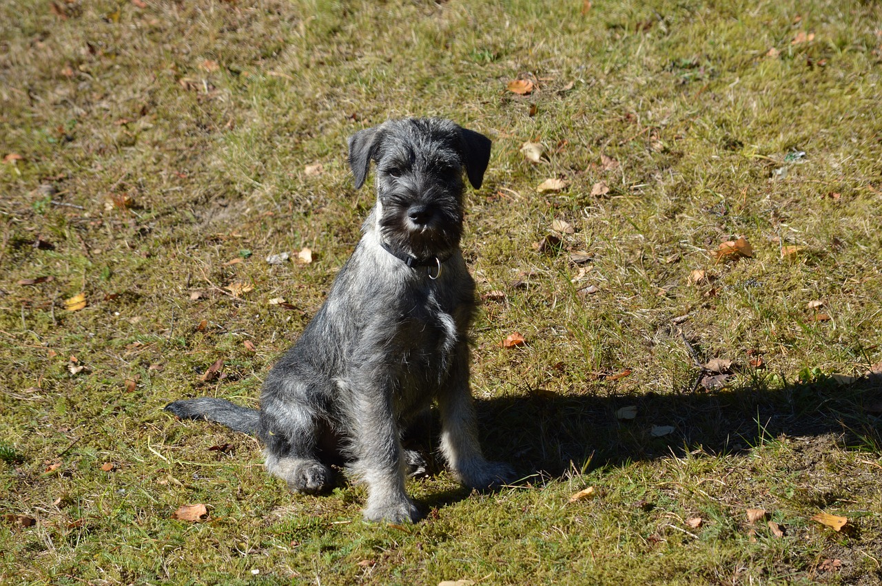Miniature Schnauzer