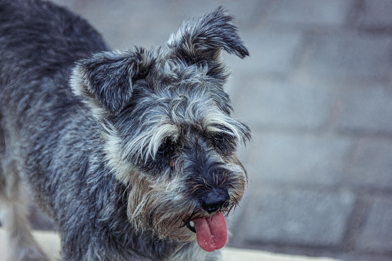 Miniature Schnauzer outdoors on grass