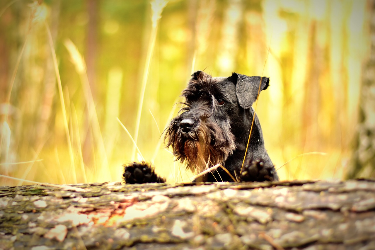Miniature Schnauzer looking up at camera