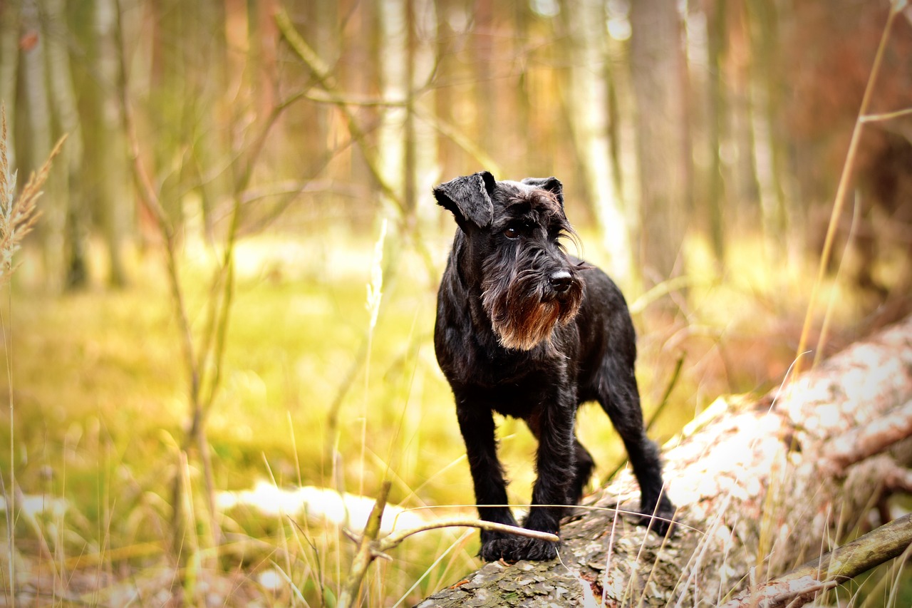Miniature Schnauzer running playfully