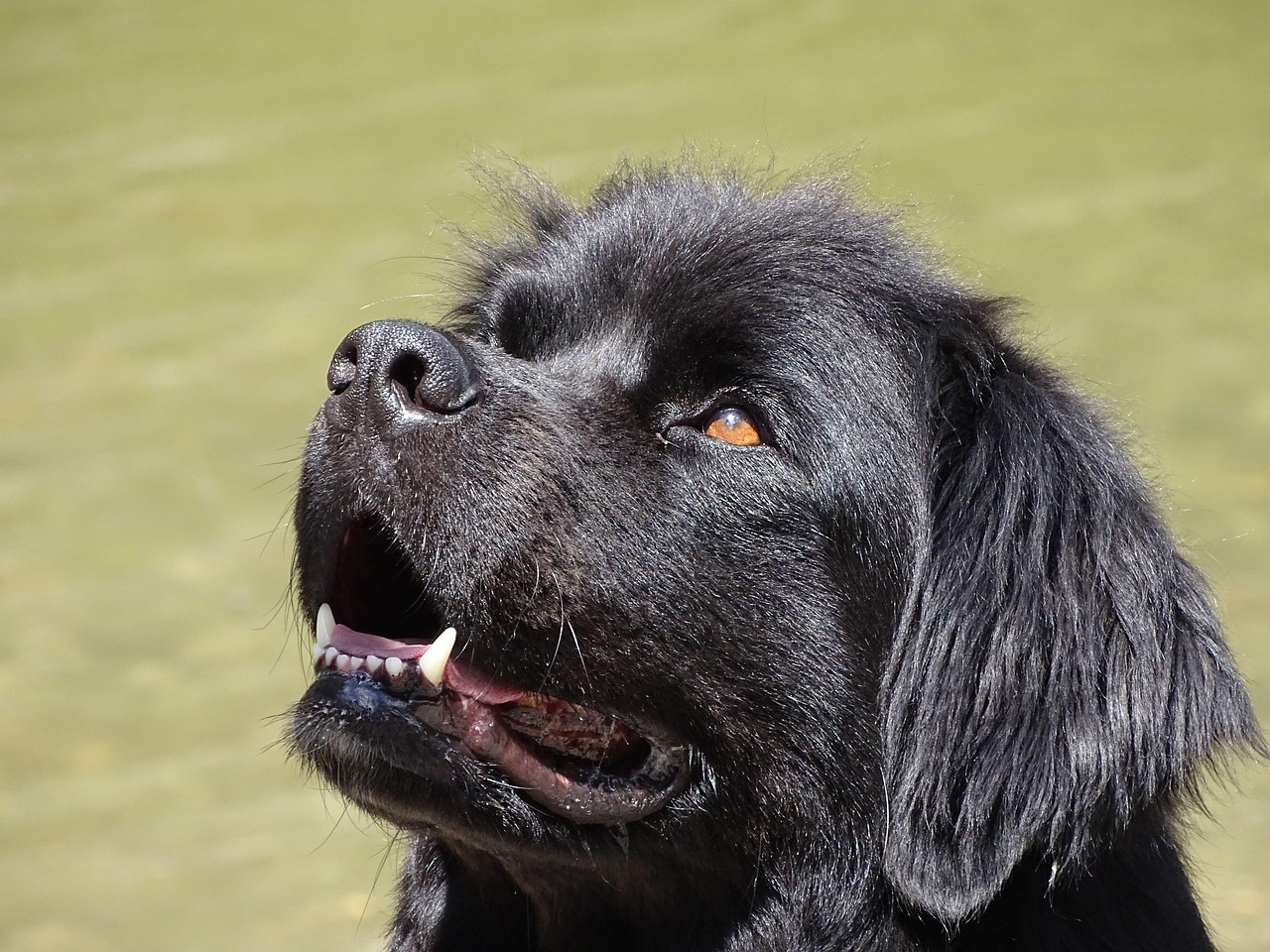 Newfoundland sitting near water