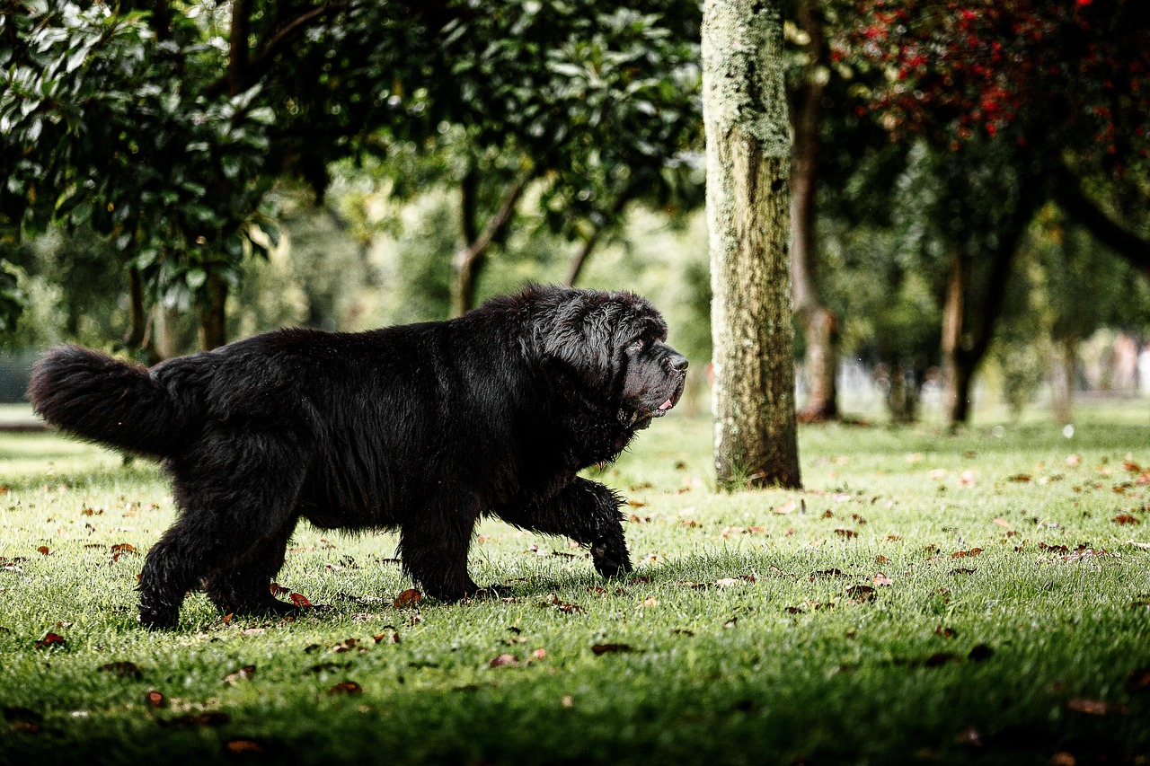 Newfoundland relaxing on grass