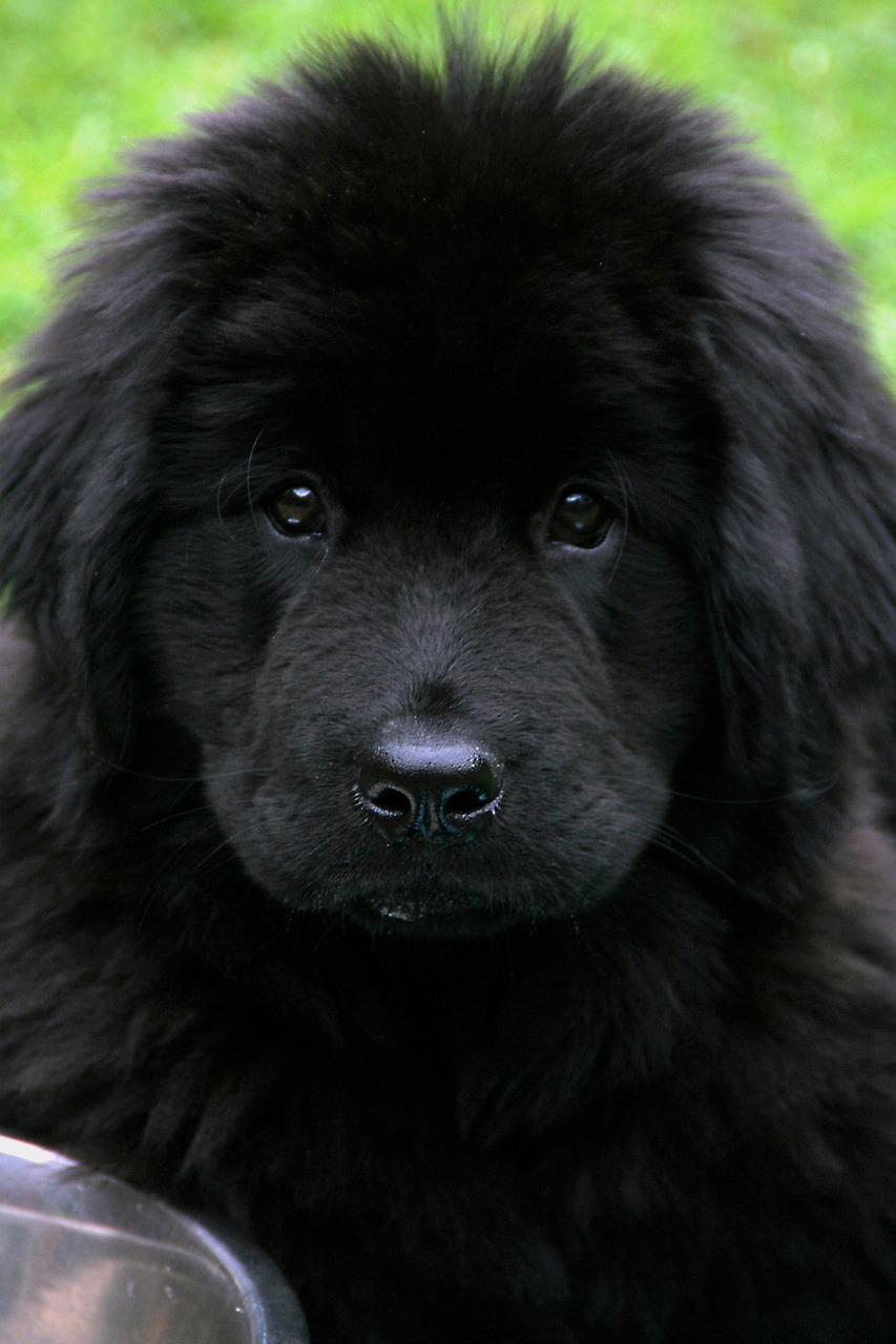 Newfoundland walking alongside its owner
