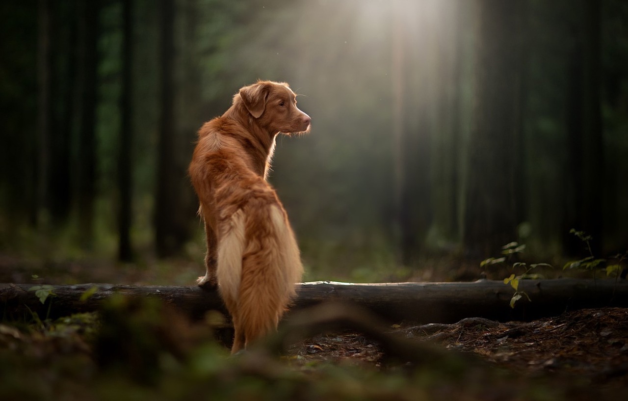 Nova Scotia Duck Tolling Retriever playing outdoors