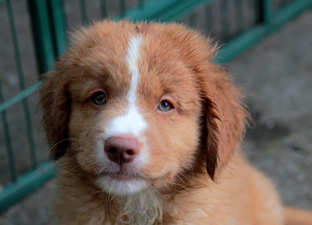 Nova Scotia Duck Tolling Retriever near water