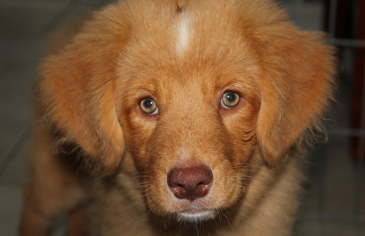 Nova Scotia Duck Tolling Retriever portrait