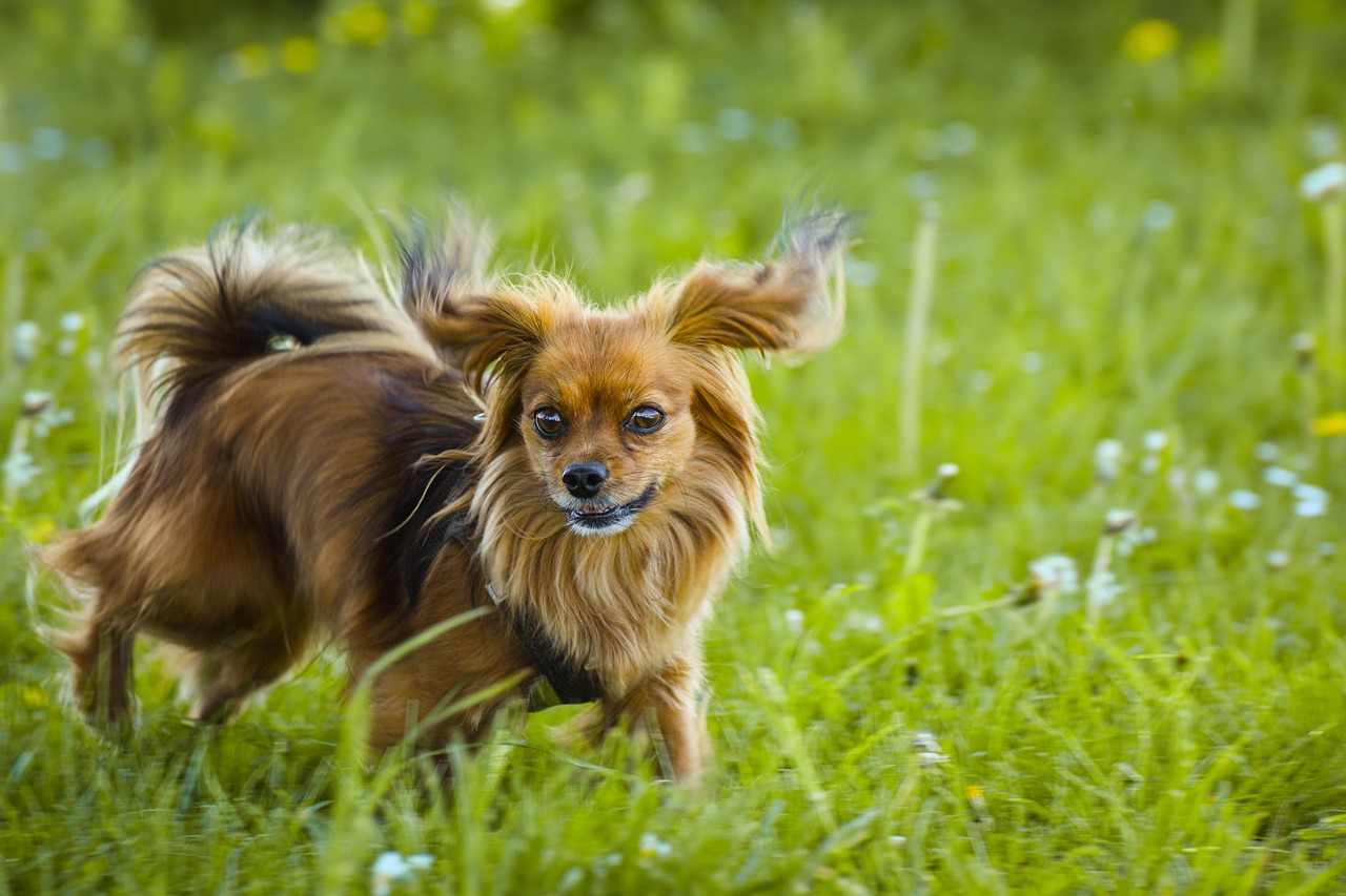 Papillon with butterfly-shaped ears looking alert