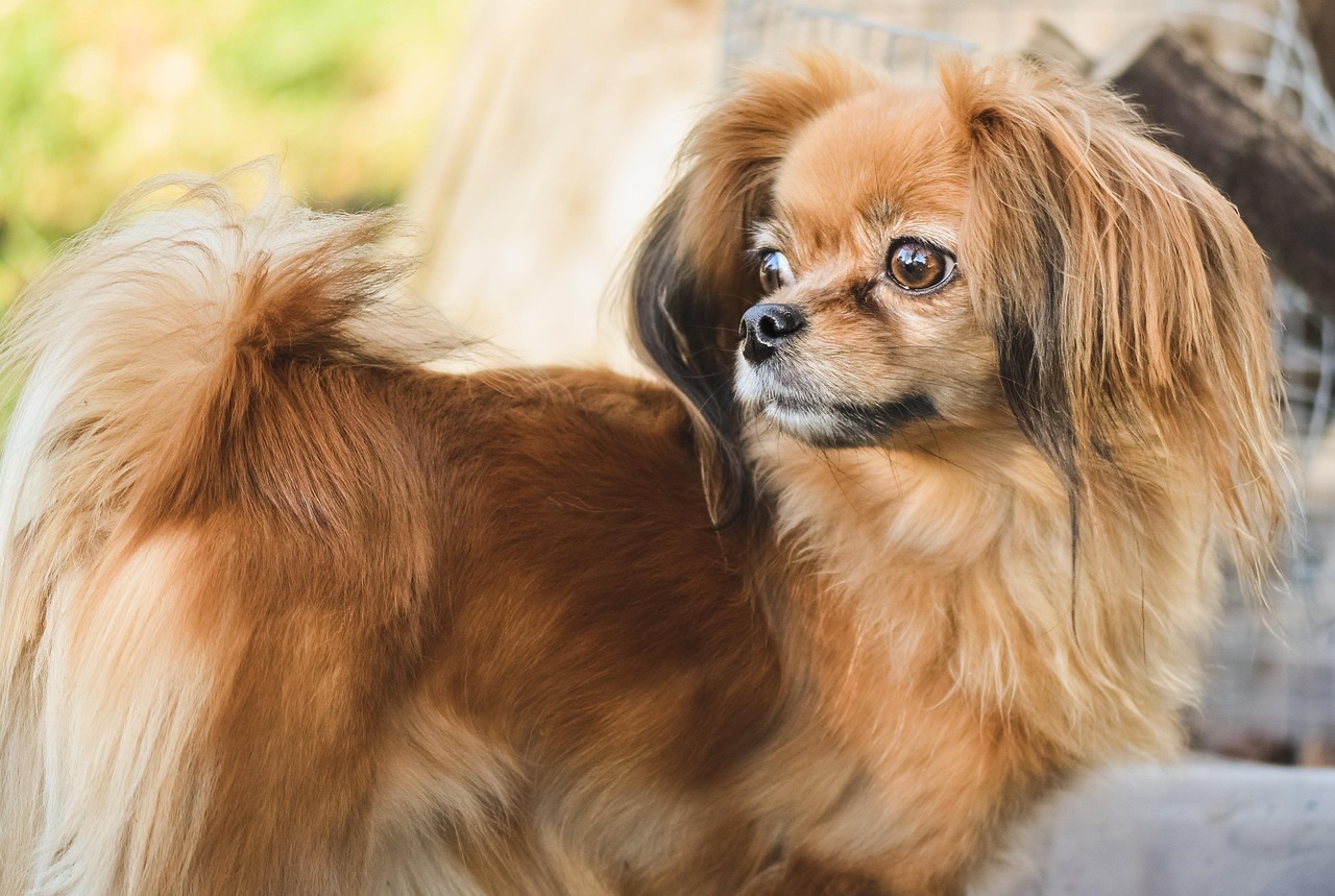 Papillon resting on a blanket
