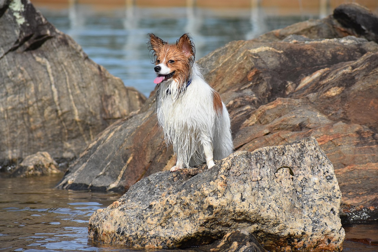 Papillon with long silky coat and plumed tail