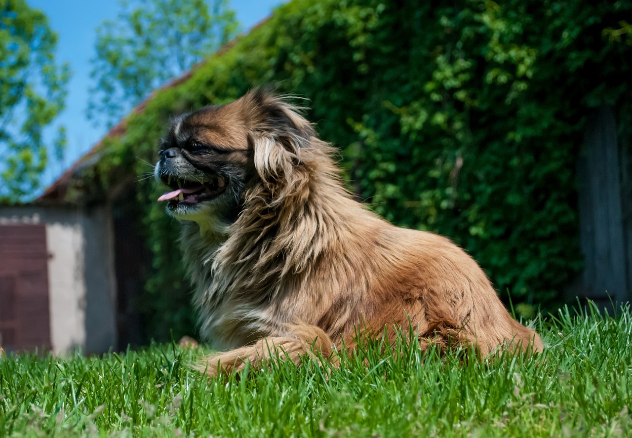 Pekingese standing on grass