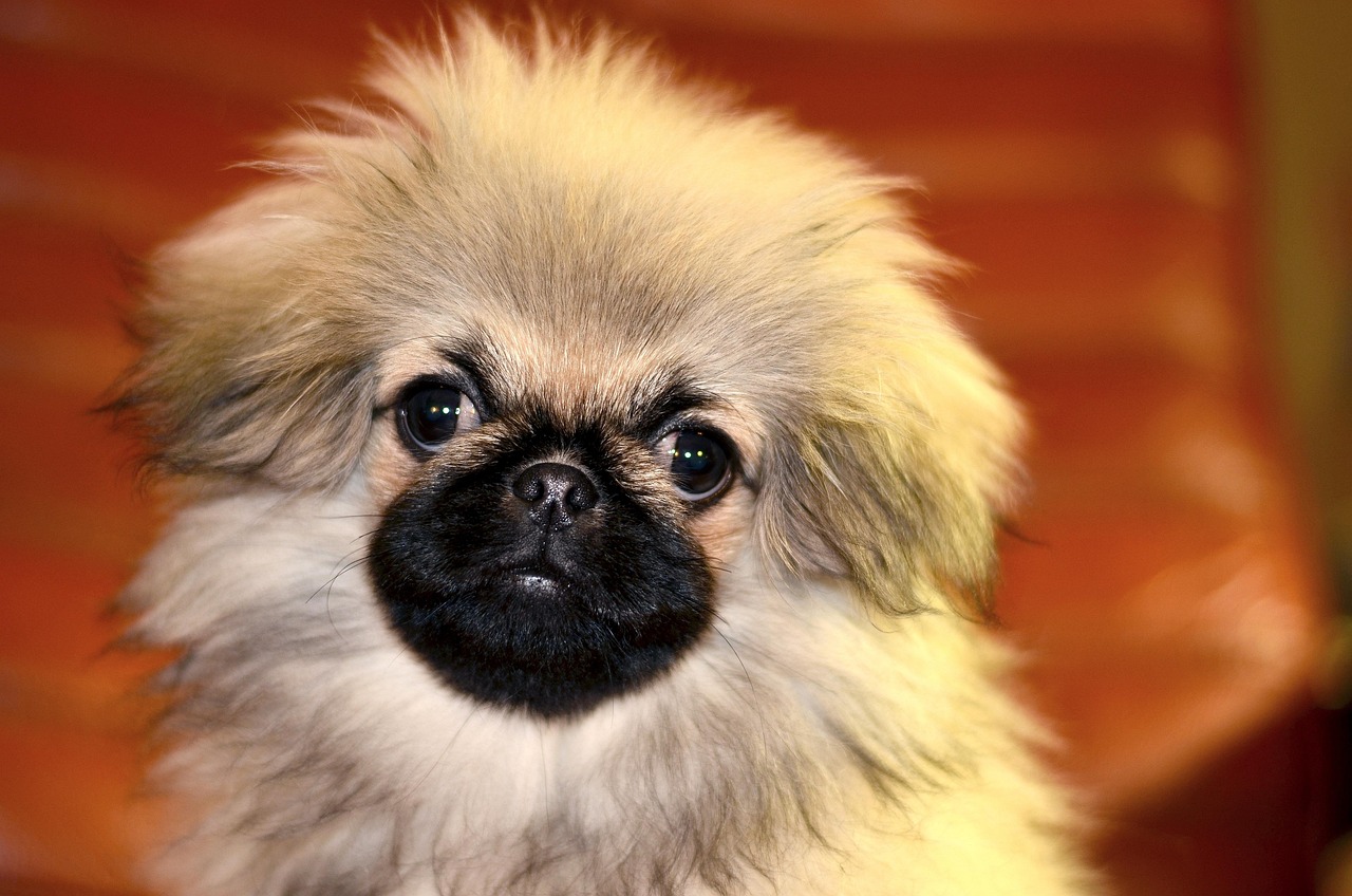 Pekingese close-up portrait