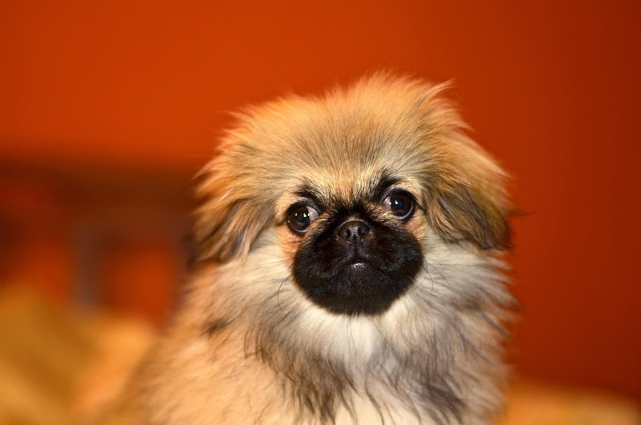Pekingese lying down indoors