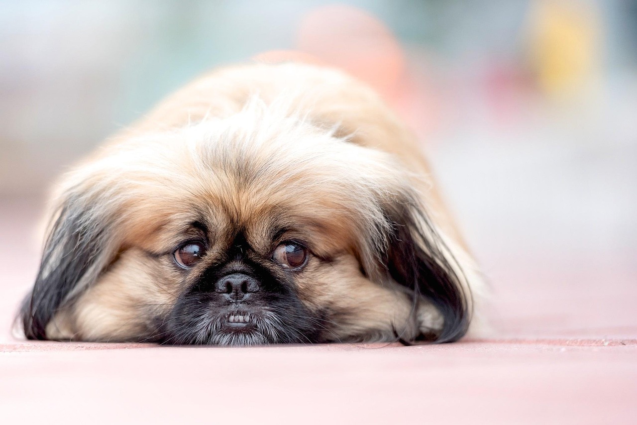 Pekingese with long flowing coat