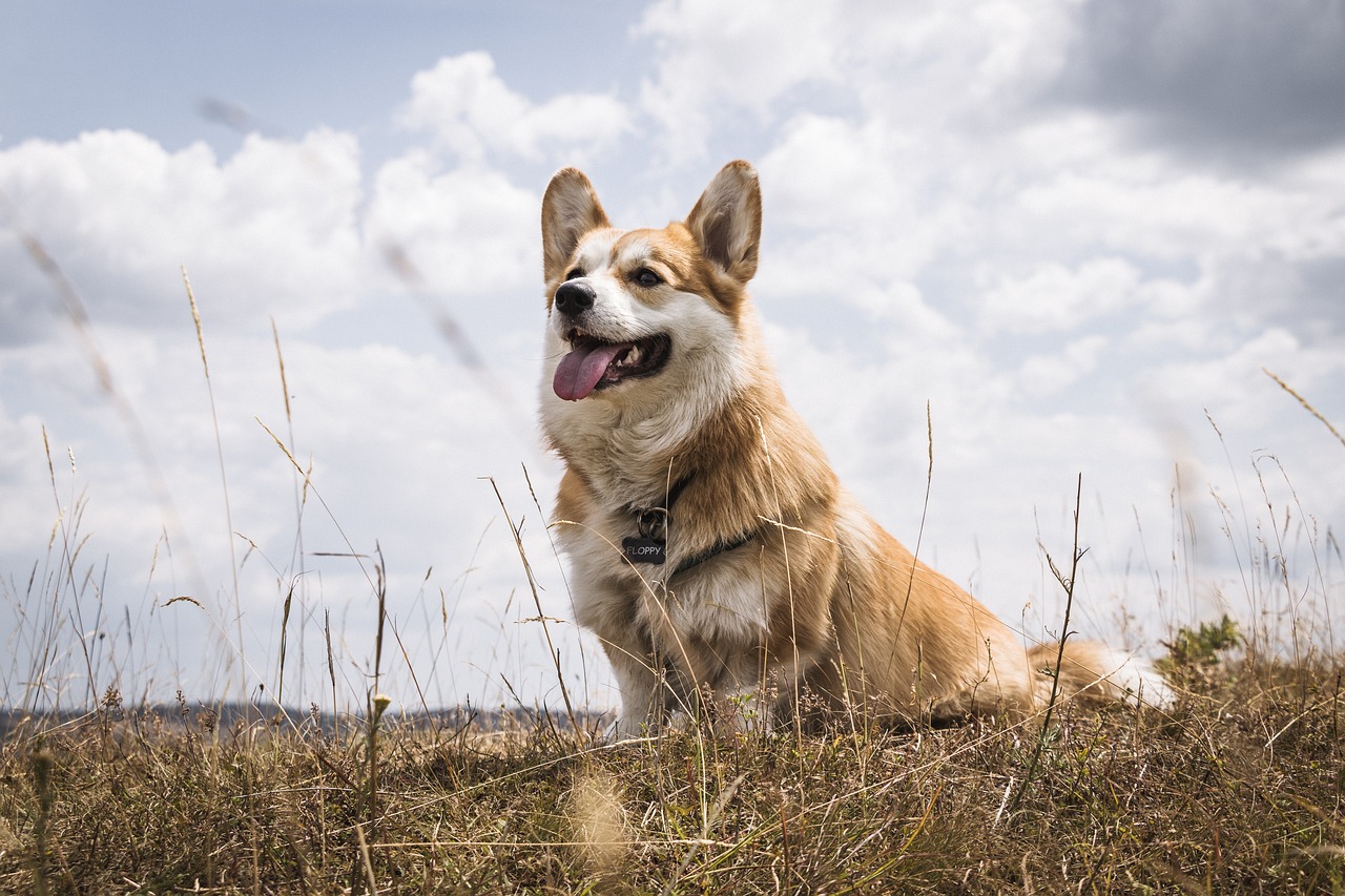 Pembroke Welsh Corgi running on grass