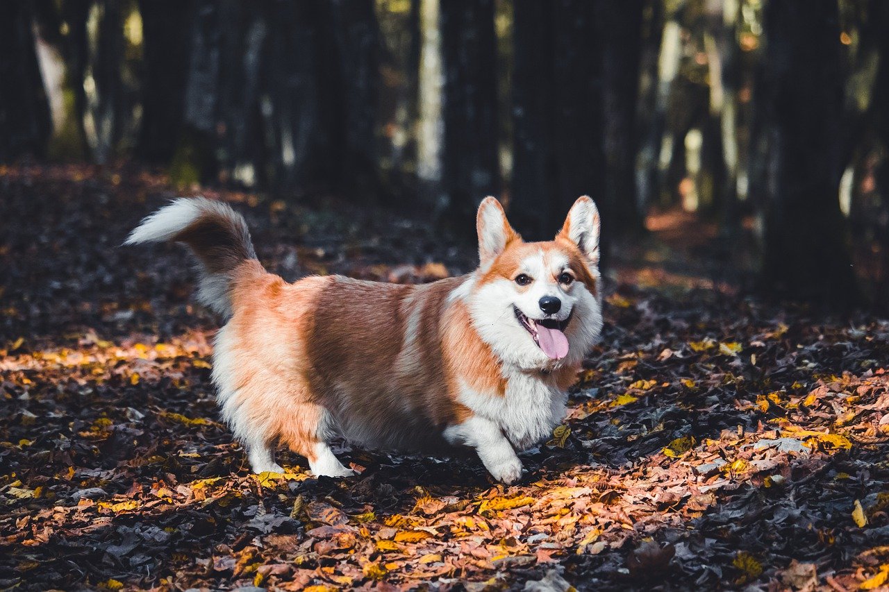 Pembroke Welsh Corgi sitting and looking up
