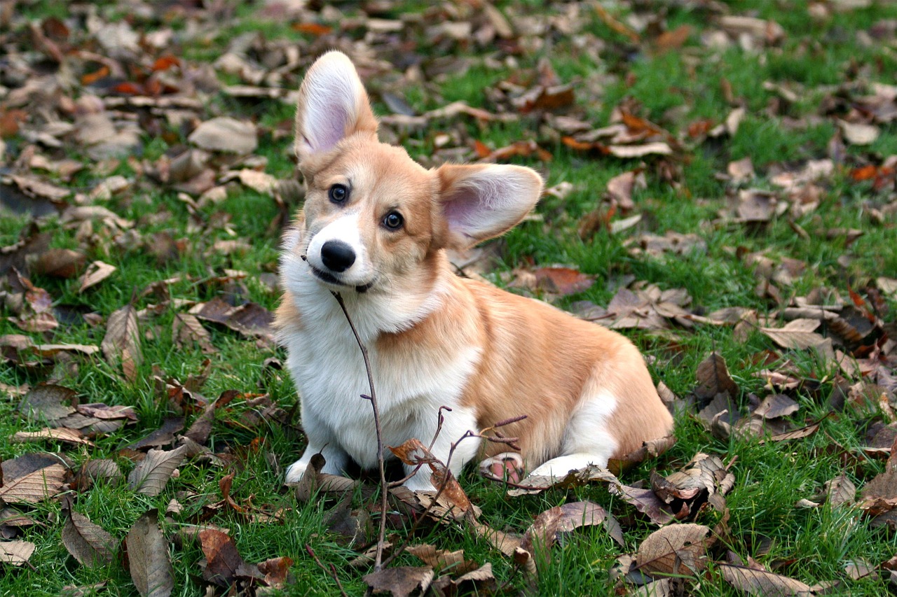 Pembroke Welsh Corgi walking with tail raised